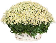 Цветочная композиция из Ромашки в корзине #REPLACE_PRED# Покровке Воронежской области